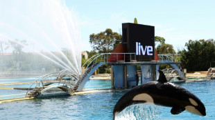 Une vidéo relance la polémique sur le sort des orques du Marineland d'Antibes