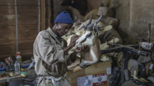Lions et z&egrave;bres de salon: la taxidermie sud-africaine dans la tourmente