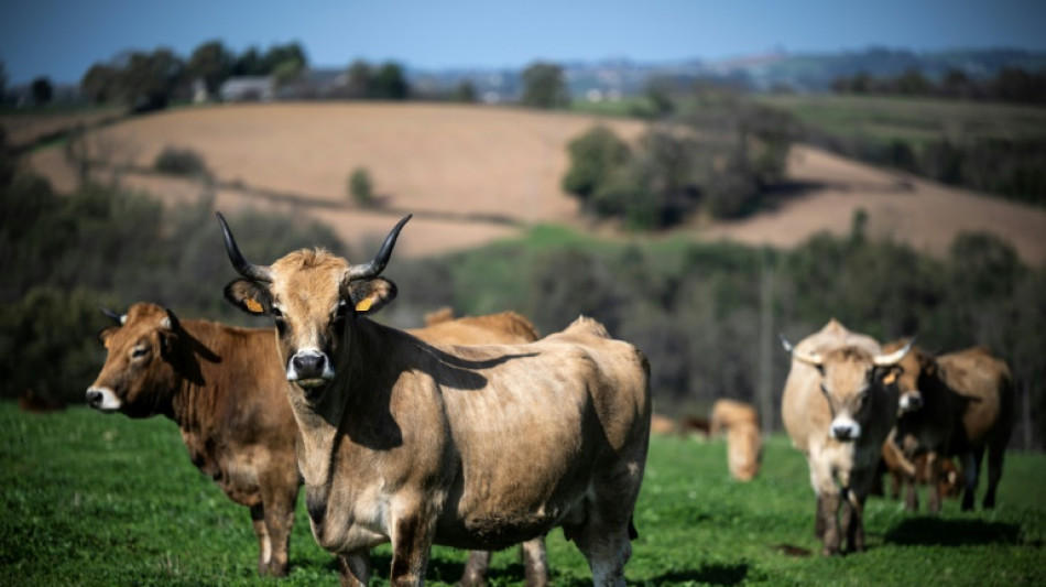 En Occitanie, la col&egrave;re gronde chez des &eacute;leveurs "&agrave; bout de nerfs"