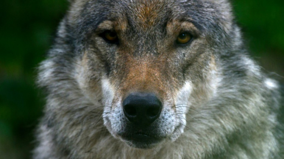 Landwirtschaftsminister Rainer kündigt "klare" Regeln für Wolfsabschüsse an