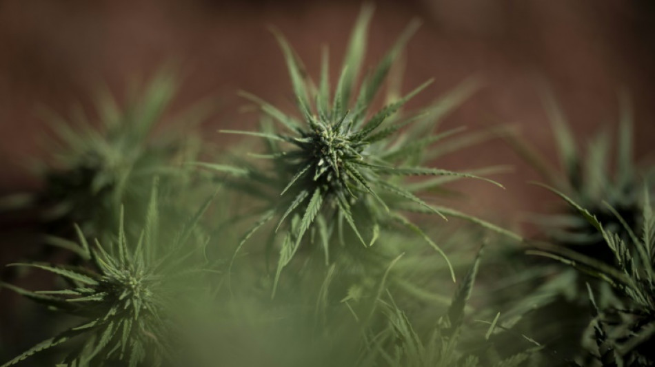 Polizei entdeckt Cannabisplantage in Nordrhein-Westfalen - Verdächtiger flieht