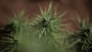 Polizei entdeckt Cannabisplantage in Nordrhein-Westfalen - Verdächtiger flieht