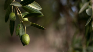 Trotz schwacher Ernten: Stiftung Warentest empfiehlt sieben Oliven&ouml;le