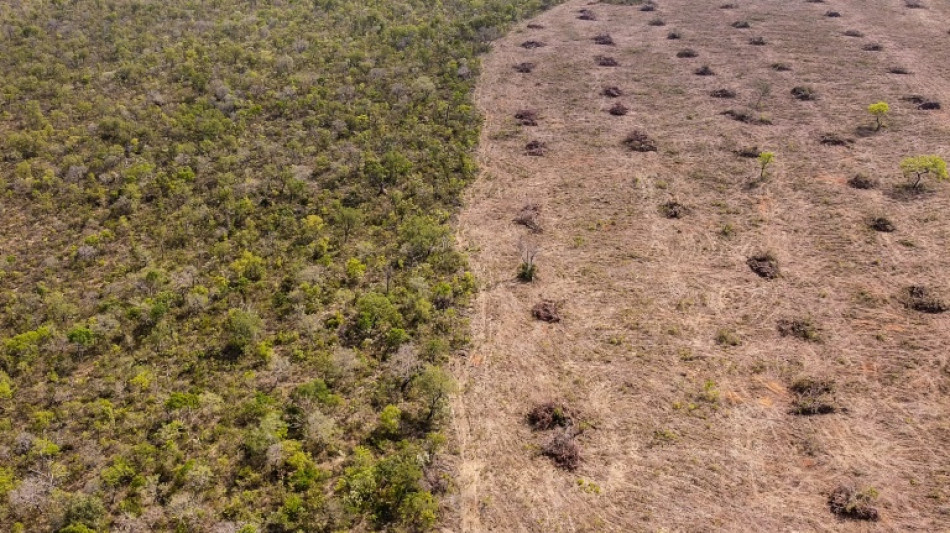 Les Etats-Unis r&eacute;clament &agrave; l'UE de reporter ses r&egrave;gles anti-d&eacute;forestation