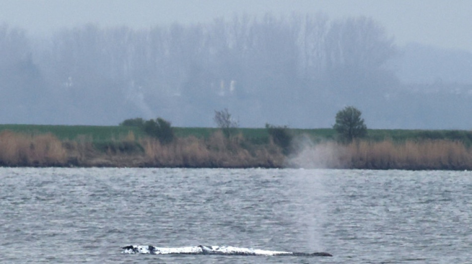 Buckelwal vor Poel liegt erneut teilweise auf - Backhaus: "Er ruht sich aus"