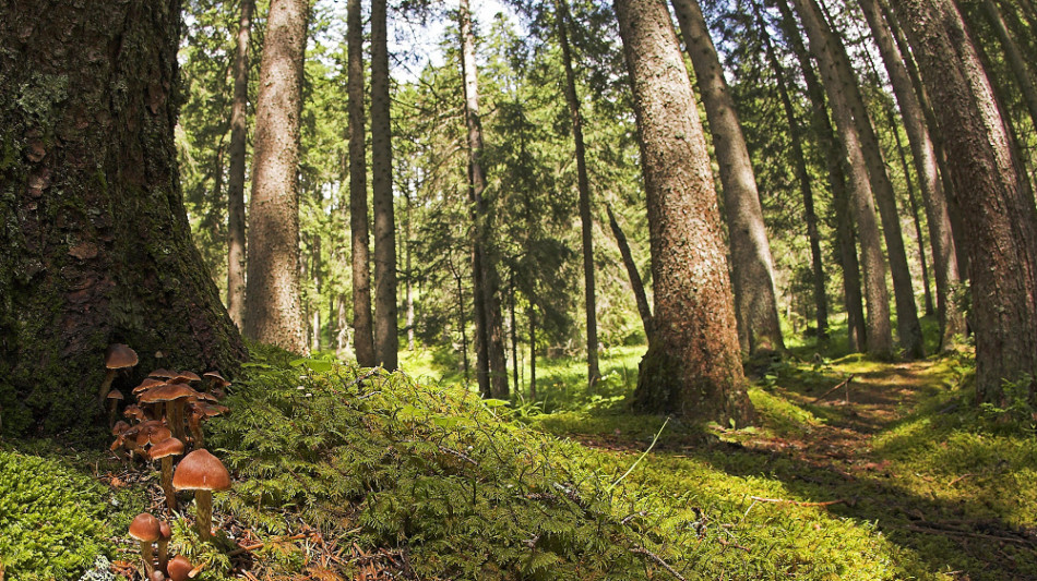 Con la primavera anticipata, due settimane in pi&ugrave; di crescita per le conifere