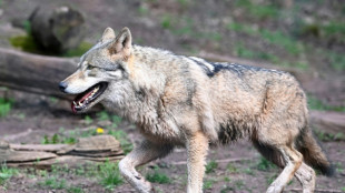 EU-Parlament stimmt über Schutzstatus des Wolfs ab