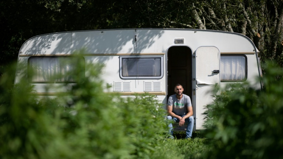 Le boom du cannabis l&eacute;gal suscite des vocations d'agriculteurs en France