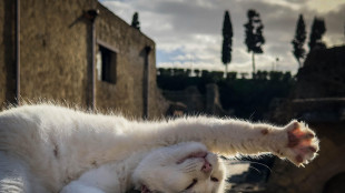 Il Dna spiega perché alcuni gatti fanno più fusa di altri