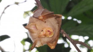 Raro pipistrello è stato identificato a Singapore