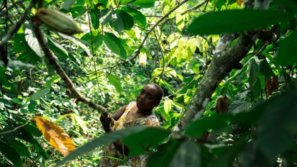 Dans l'est de la RDC, le cacao au c&oelig;ur des convoitises et des violences