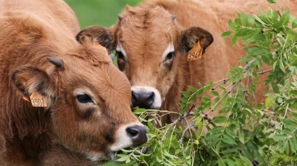 Les arbres, "assurance s&eacute;cheresse" des &eacute;leveurs sur l'Aubrac