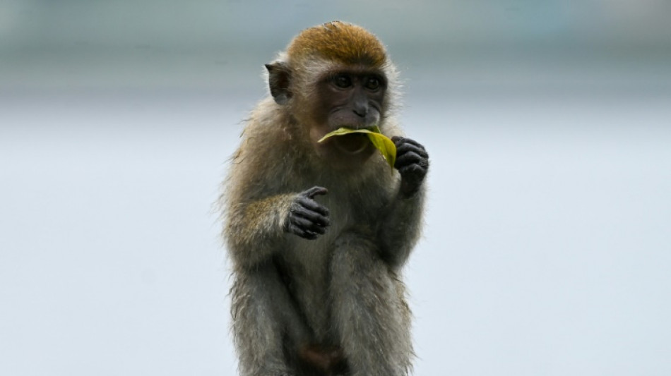 Avec le grand &acirc;ge les macaques s'isolent socialement, comme les humains 