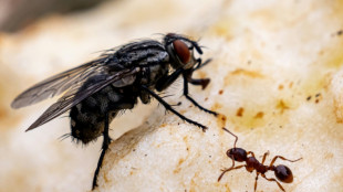 Stadtameisen bei Futter weniger w&auml;hlerisch - Hinweis f&uuml;r Stresspegel