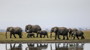 Morto Fred, elefante simbolo della riserva Masai Mara in Kenya