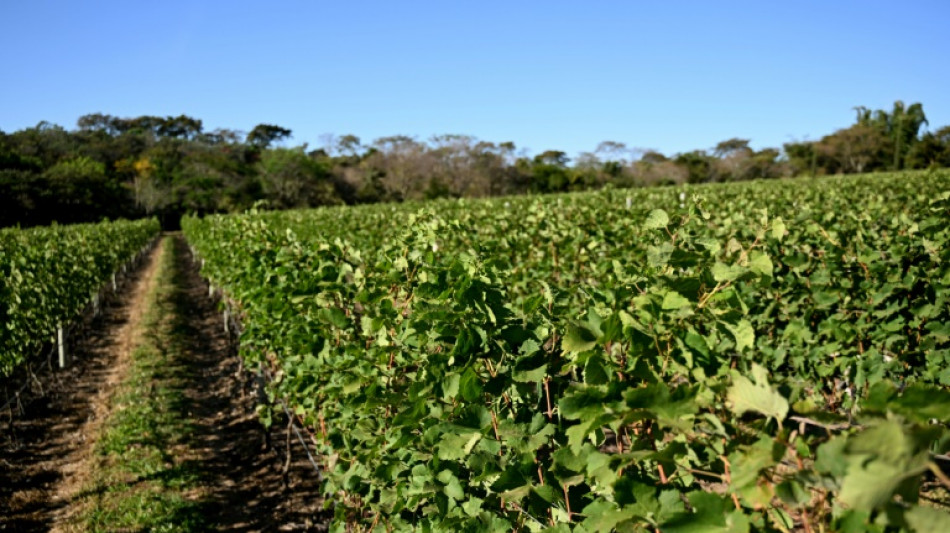 &Agrave; Brasilia, des vignobles &agrave; une heure des lieux de pouvoir