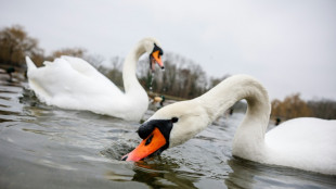 Mecklenburg-Vorpommern: Aggressiver Schwan versperrt 38-Jährigem Weg aus Haus