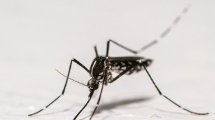 Chikungunya: la hausse des cas autochtones ralentit dans l'Hexagone