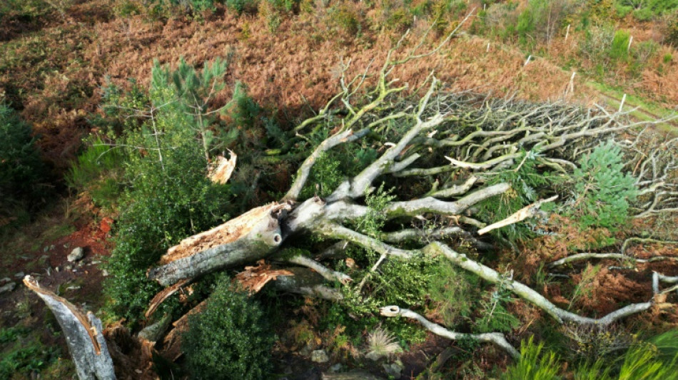 Un h&ecirc;tre l&eacute;gendaire d&eacute;racin&eacute; par la temp&ecirc;te Ciaran en for&ecirc;t de Broc&eacute;liande