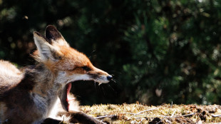 Da Castelporziano il primo video di una volpe che attacca un cucciolo di lupo