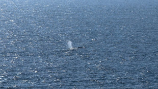 "Nicht genug Kraft": In Nordsee gebrachter Wal laut Experten wahrscheinlich tot