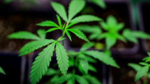 Ermittler entdecken Cannabisplantage und mehrere Waffen in Brandenburg