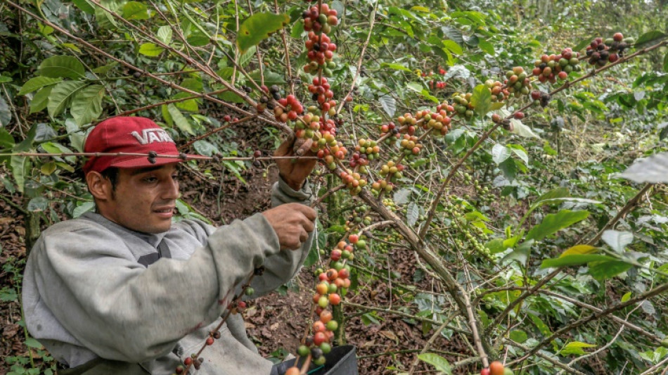 Colombia aument&oacute; un 23% su producci&oacute;n de caf&eacute; en 2024, la mejor cosecha en cinco a&ntilde;os