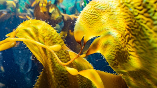 Cient&iacute;ficos alertan de una especie invasora que amenaza los bosques de algas de la Patagonia chilena