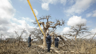 Dans sa qu&ecirc;te d'une croissance plus verte, le Kenya mise sur les cr&eacute;dits carbone 