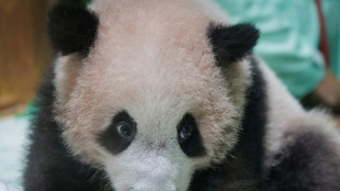 Primeiro panda-gigante nascido na Indon&eacute;sia ser&aacute; apresentado ao p&uacute;blico