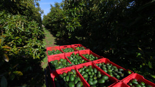 Messico, riparte l'export di avocado verso gli Stati Uniti