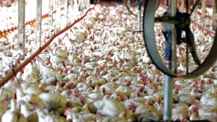 Brazil welcomes China lift of ban on poultry imports