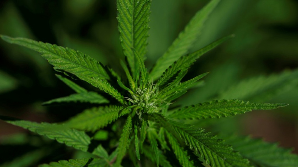 Un extracto de cannabis aliviaría los dolores lumbares crónicos, según ensayo clínico