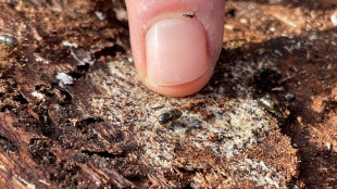 Il picco dell'epidemia di bostrico in Trentino &egrave; alle spalle