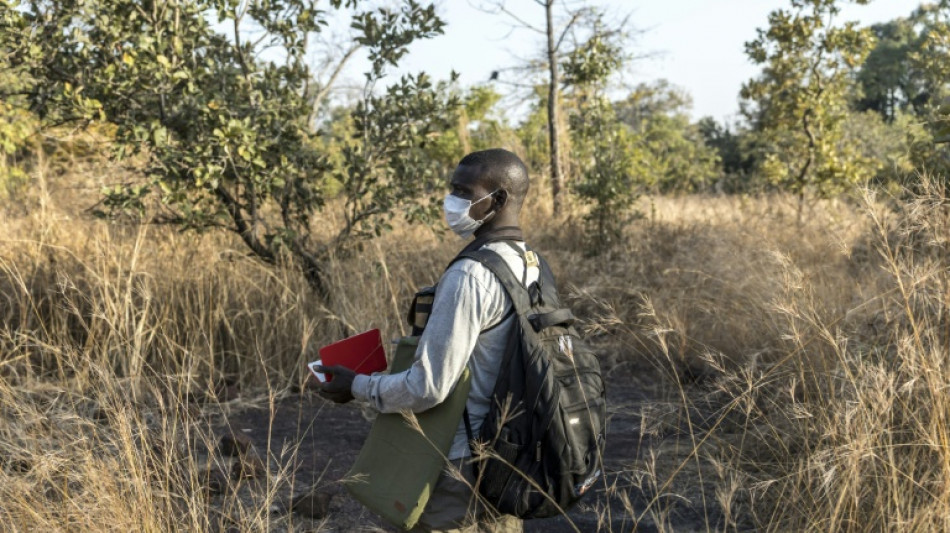 In remote Senegal, chimp researchers escape gold mines' perils