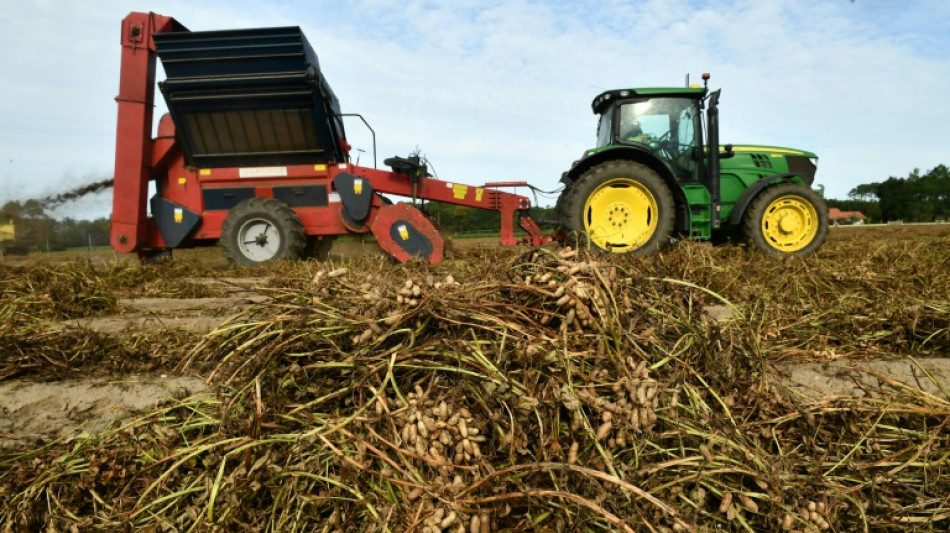 Climat: cacahu&egrave;te, gingembre... Ces cultures qui s'invitent dans les Landes