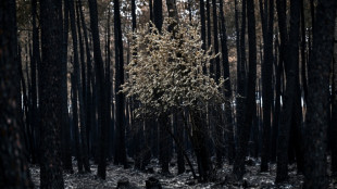 Economic losses from natural disasters fall to $100 bn in first half of 2026: Swiss Re