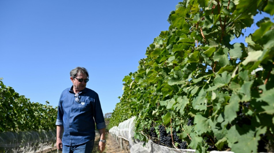 Produ&ccedil;&atilde;o de vinhos abre caminho no Cerrado