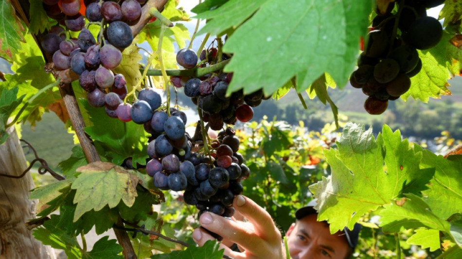 Weinlese mit Trauben f&uuml;r den Federwei&szlig;en hat begonnen