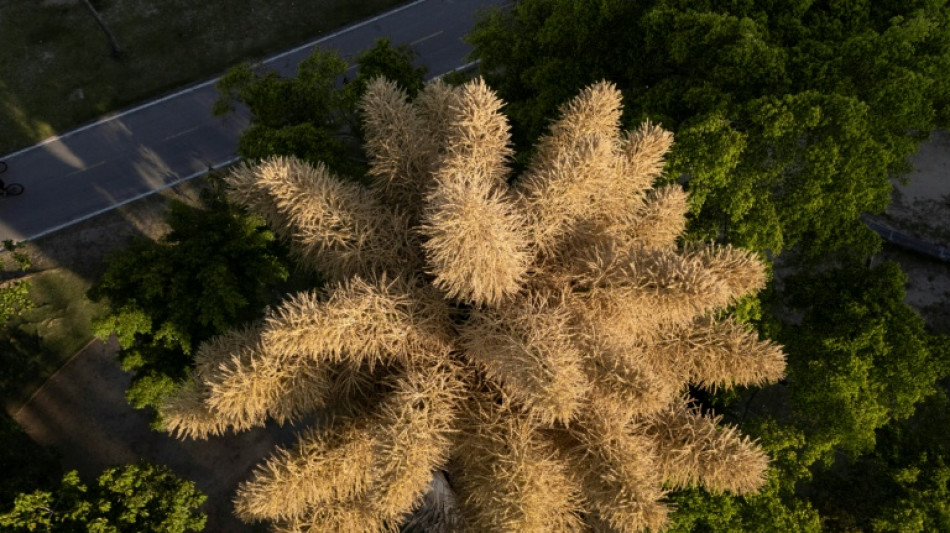 'In her prime': Rare blooming of palm trees in Rio