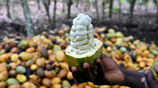 Pequenos produtores de cacau temem nova lei europeia contra o desmatamento