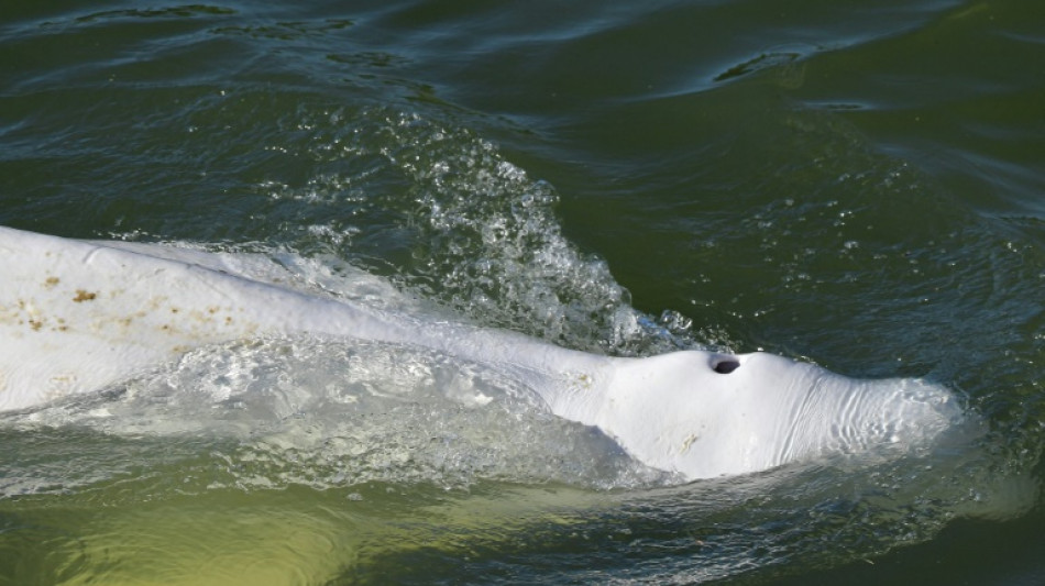 'Little hope' of saving beluga whale stranded in France's Seine river