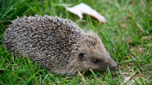 Polizisten in Rheinland-Pfalz retten Igel aus Maschendrahtzaun