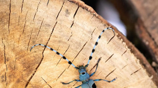 Il cerambice alpino è tornato in Alto Adige
