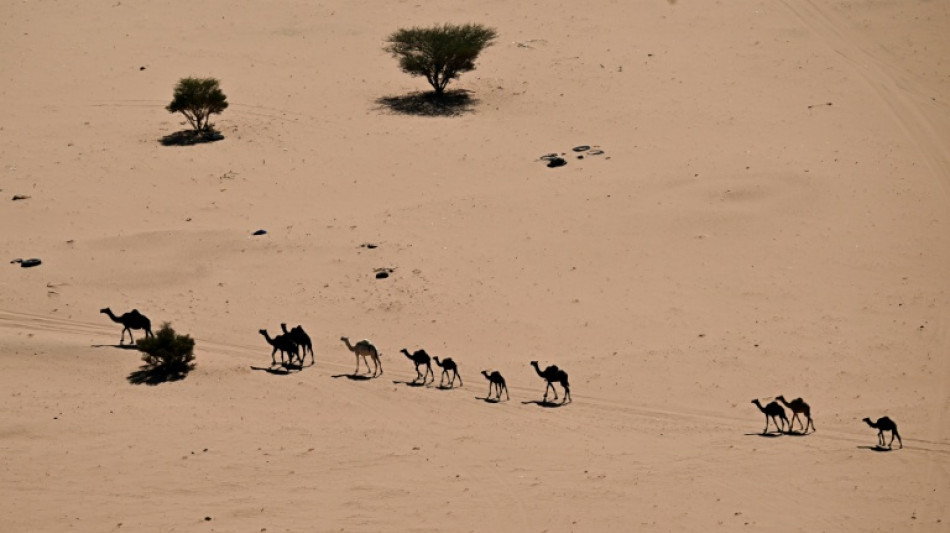 Ar&aacute;bia Saudita emitir&aacute; passaportes para camelos