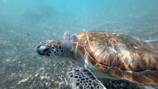 Peking warnt vor "Spionage-Schildkr&ouml;ten" in Chinas Gew&auml;ssern