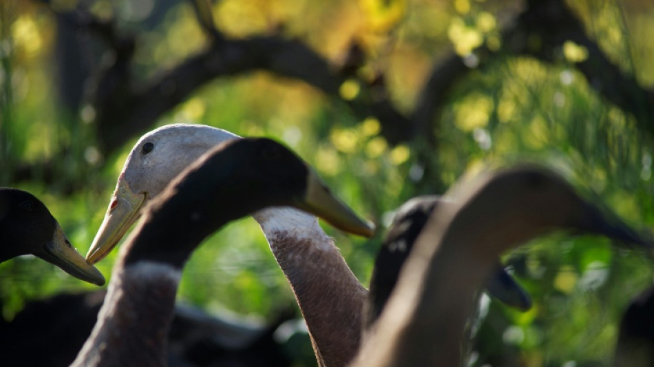 Nach mehreren Polizeieins&auml;tzen: Kemptener Laufenten wieder zu Hause