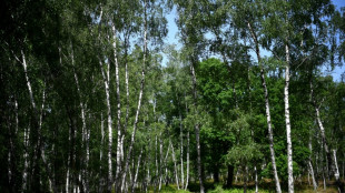 Les for&ecirc;ts, un investissement en vogue au d&eacute;fi des incendies