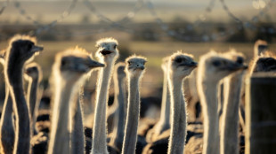 Controversial Canadian ostrich cull order will go ahead