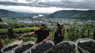 Sur des coteaux pentus d'Ard&egrave;che, les "vendanges de l'extr&ecirc;me"